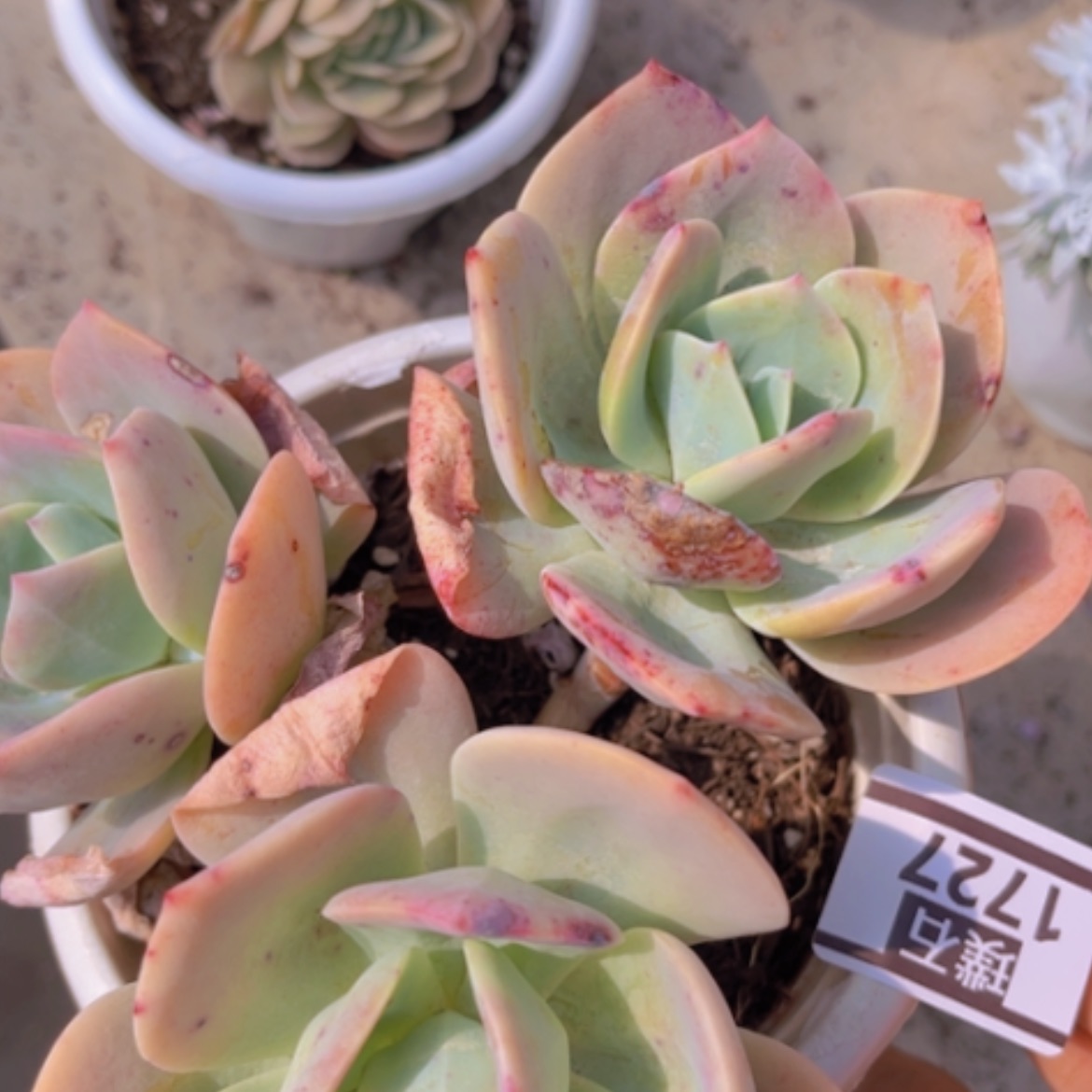 【闪购商品】血凤1727