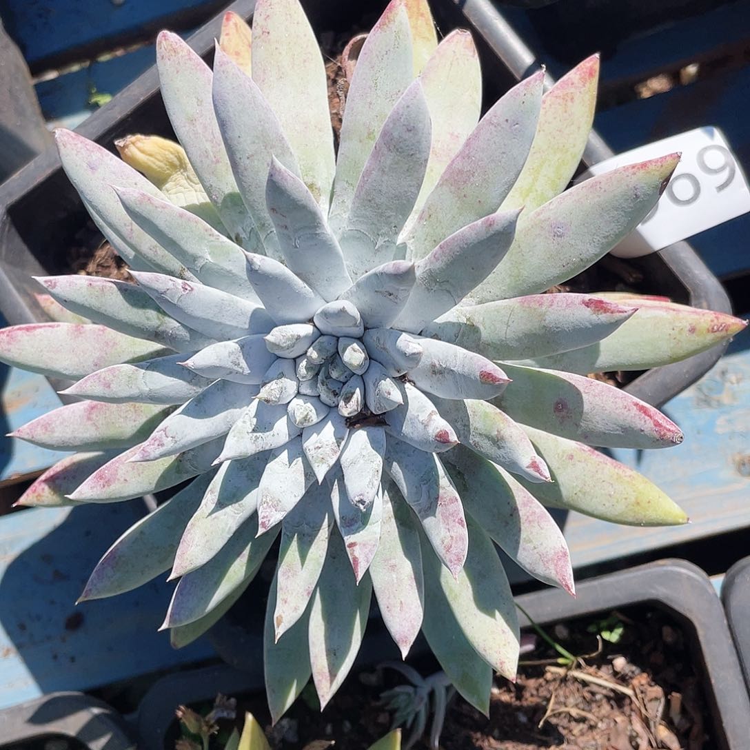 法瑞拇指老庄多头6961