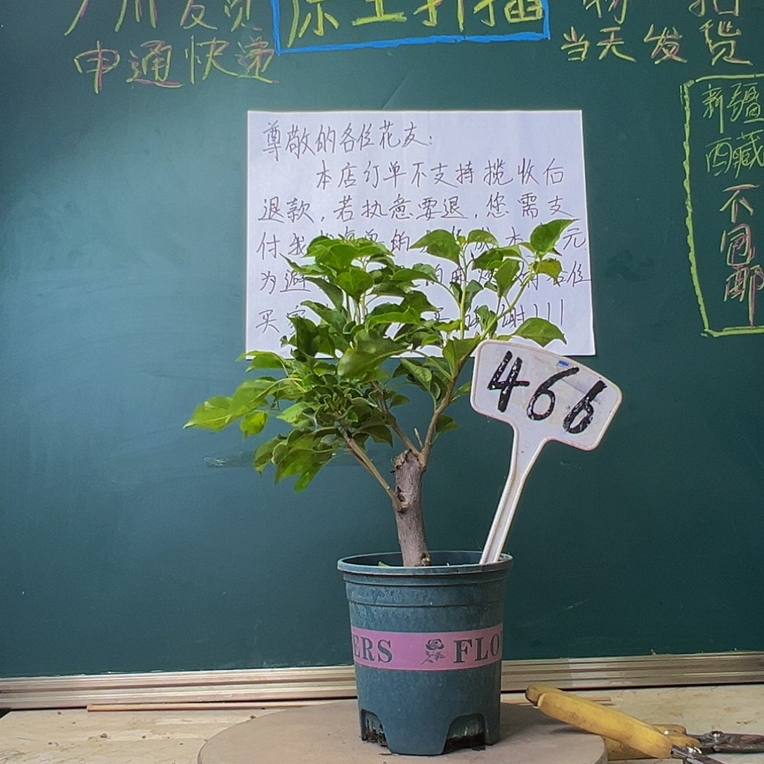 当前无花栽培后可以开花蒙娜丽莎黄 466