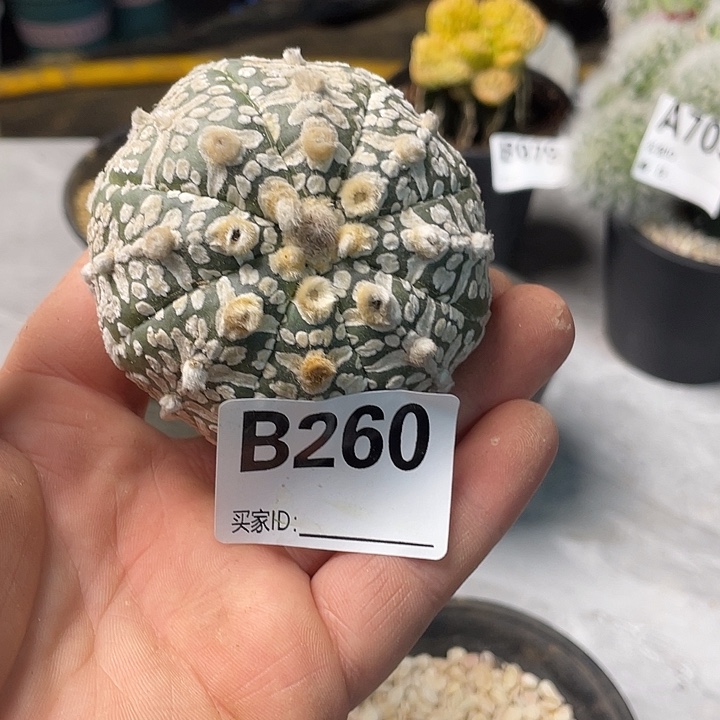 完全开放260v兜一个