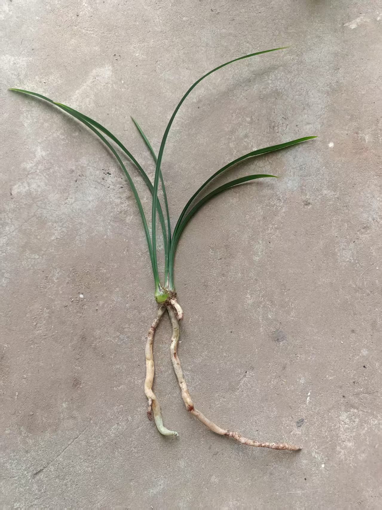 随机抽名品兰花引种一组