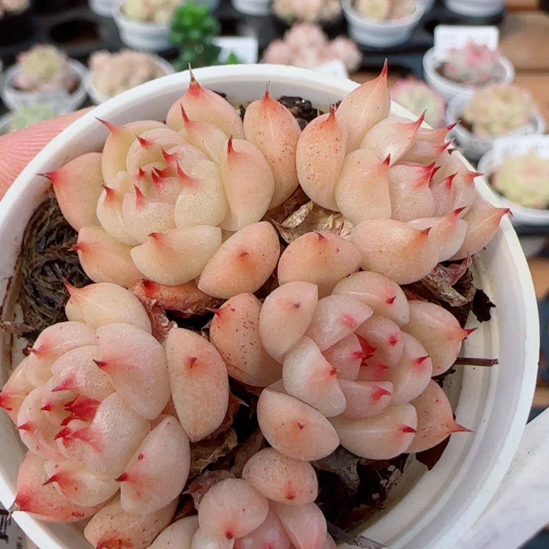 花语逸镜0327-293散