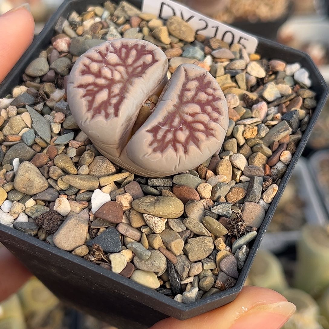 一物一拍菊母本2105