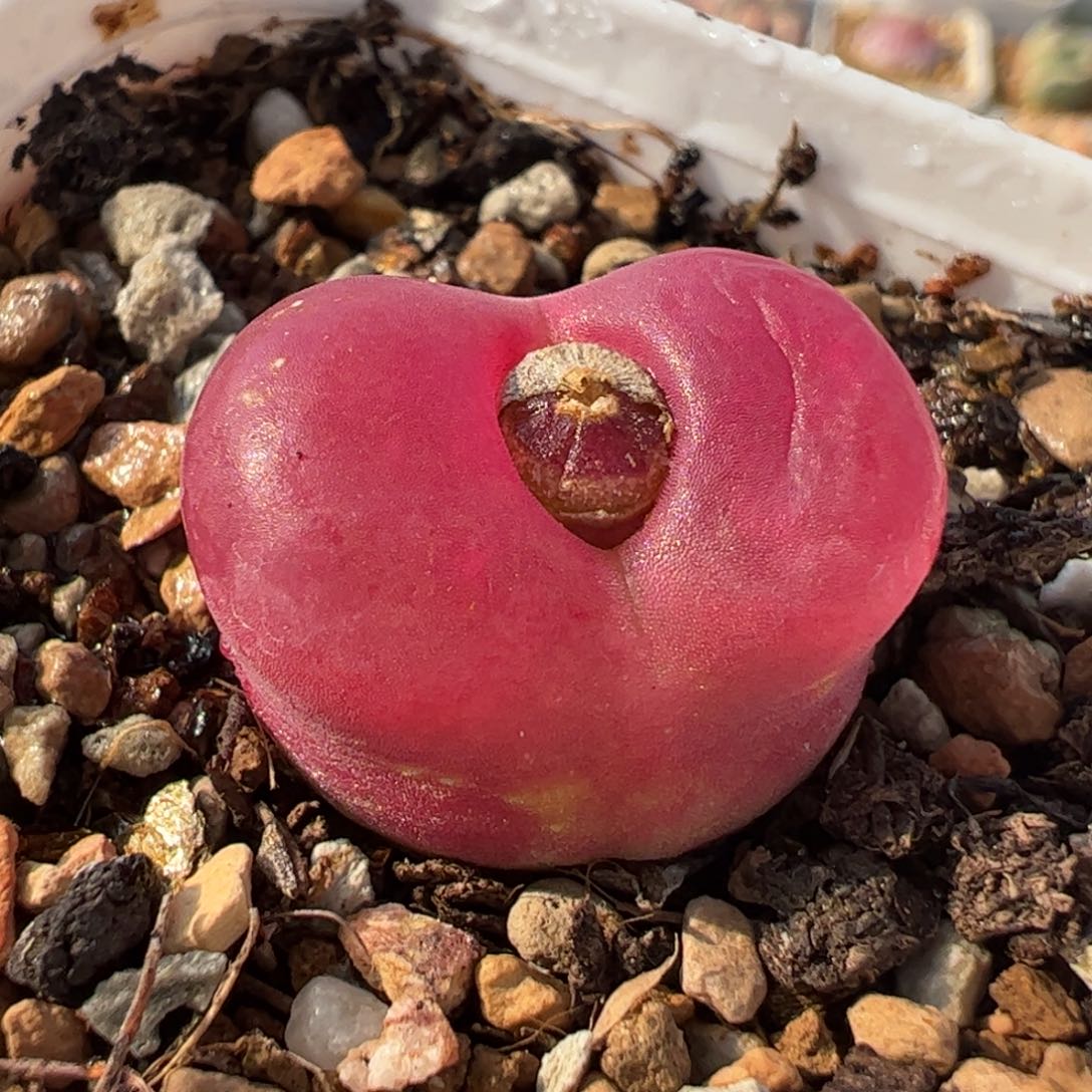 453多肉植物百科