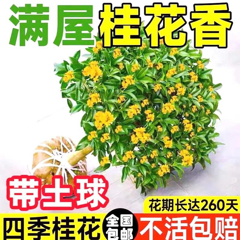 嫁接桂花树苗盆栽天香台阁地栽四季桂金桂丹桂阳台庭院浓香型花卉