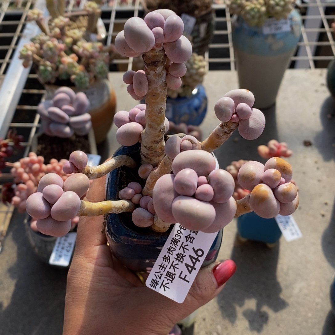 芭比奶酪446/9c m