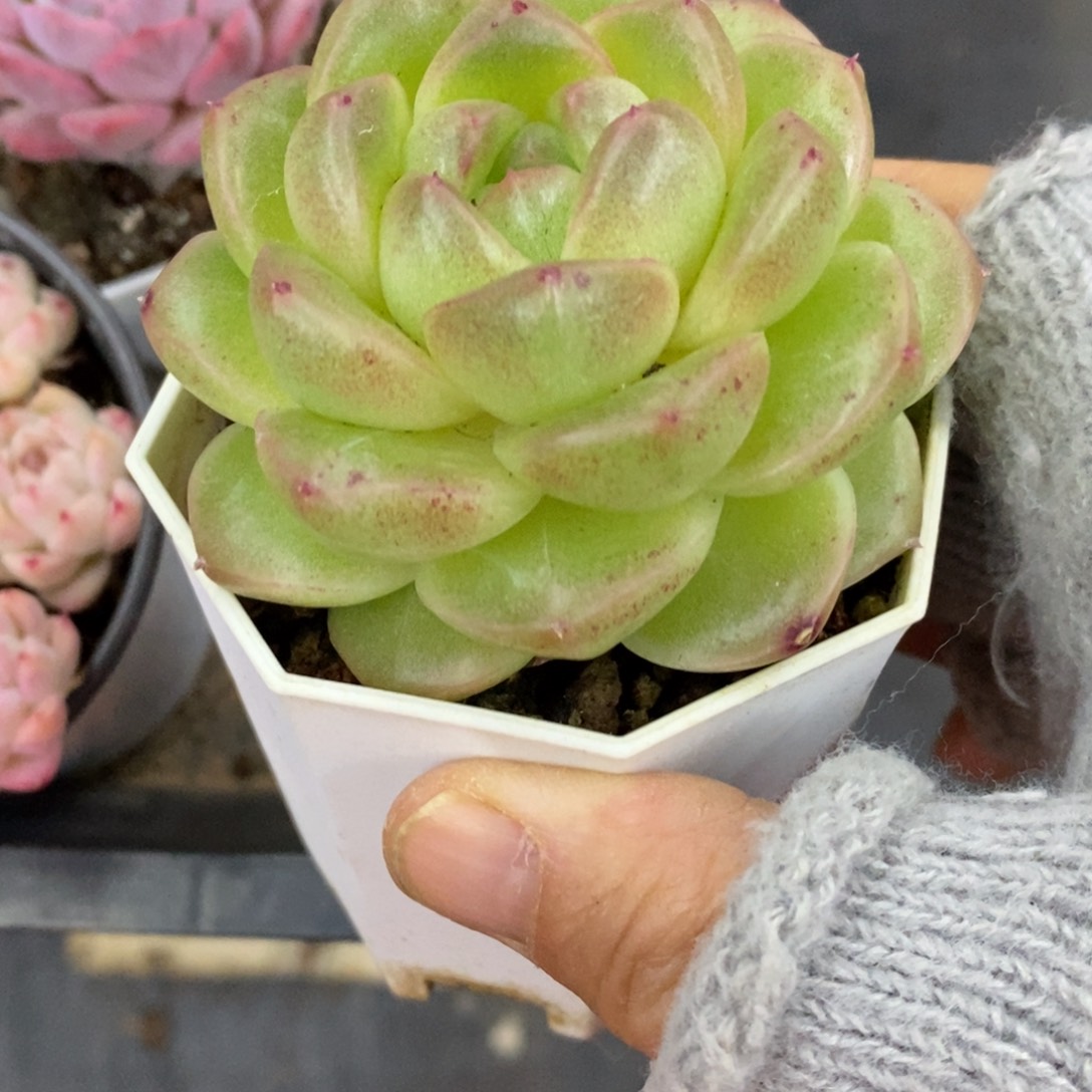 精品多肉一物一拍不包整22