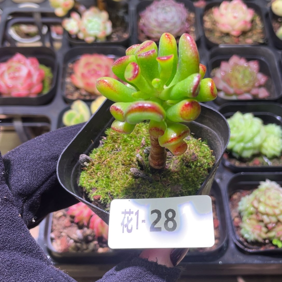 花利美1-28吸财树