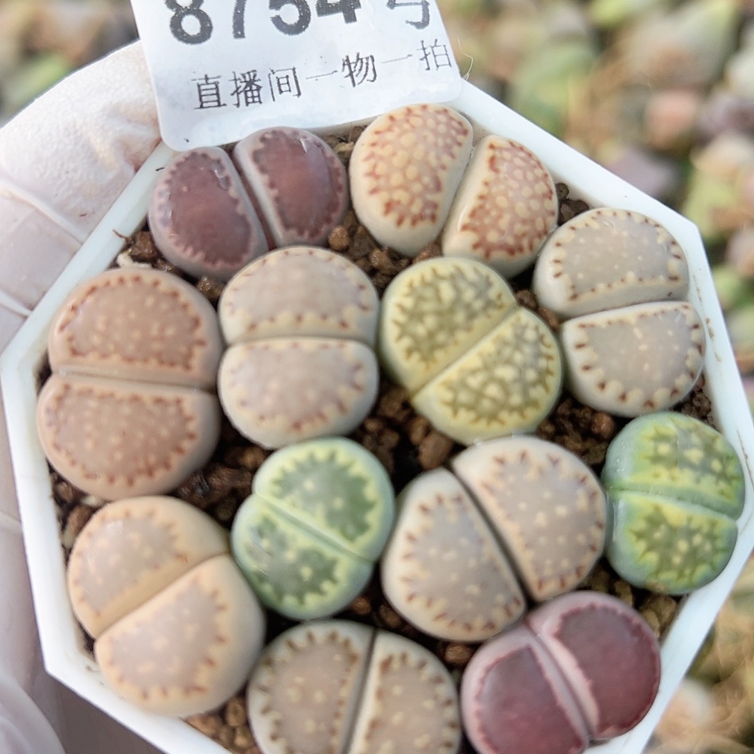 8754四年彩饼干12个1.5-2.2cm优选