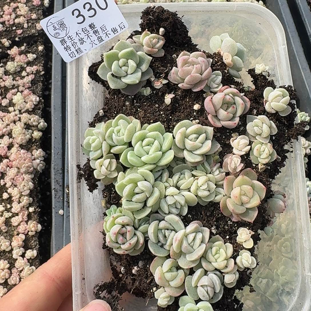 如图330冰玉杂交切糕一份