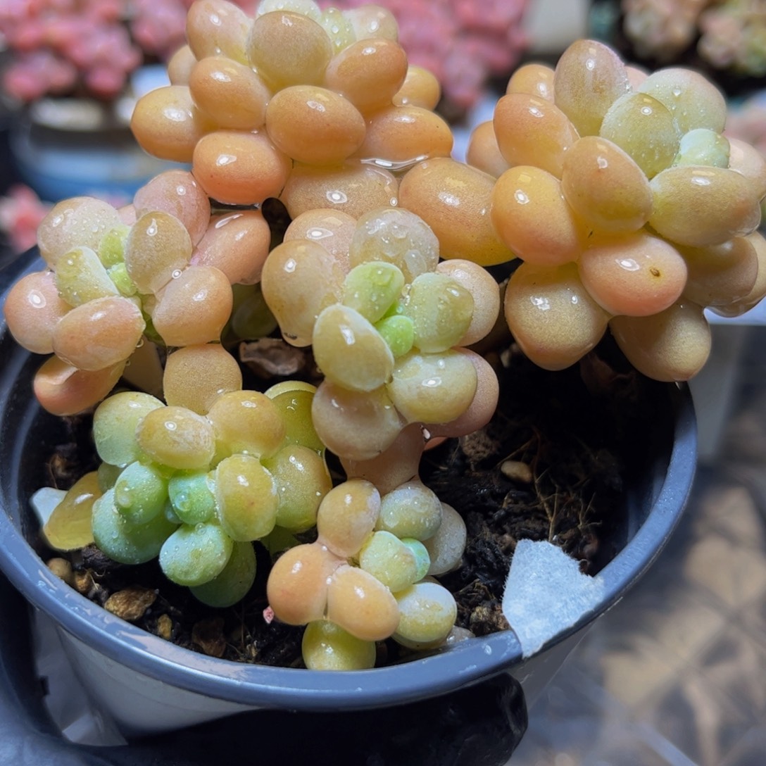 1083洛可可8厘米多肉