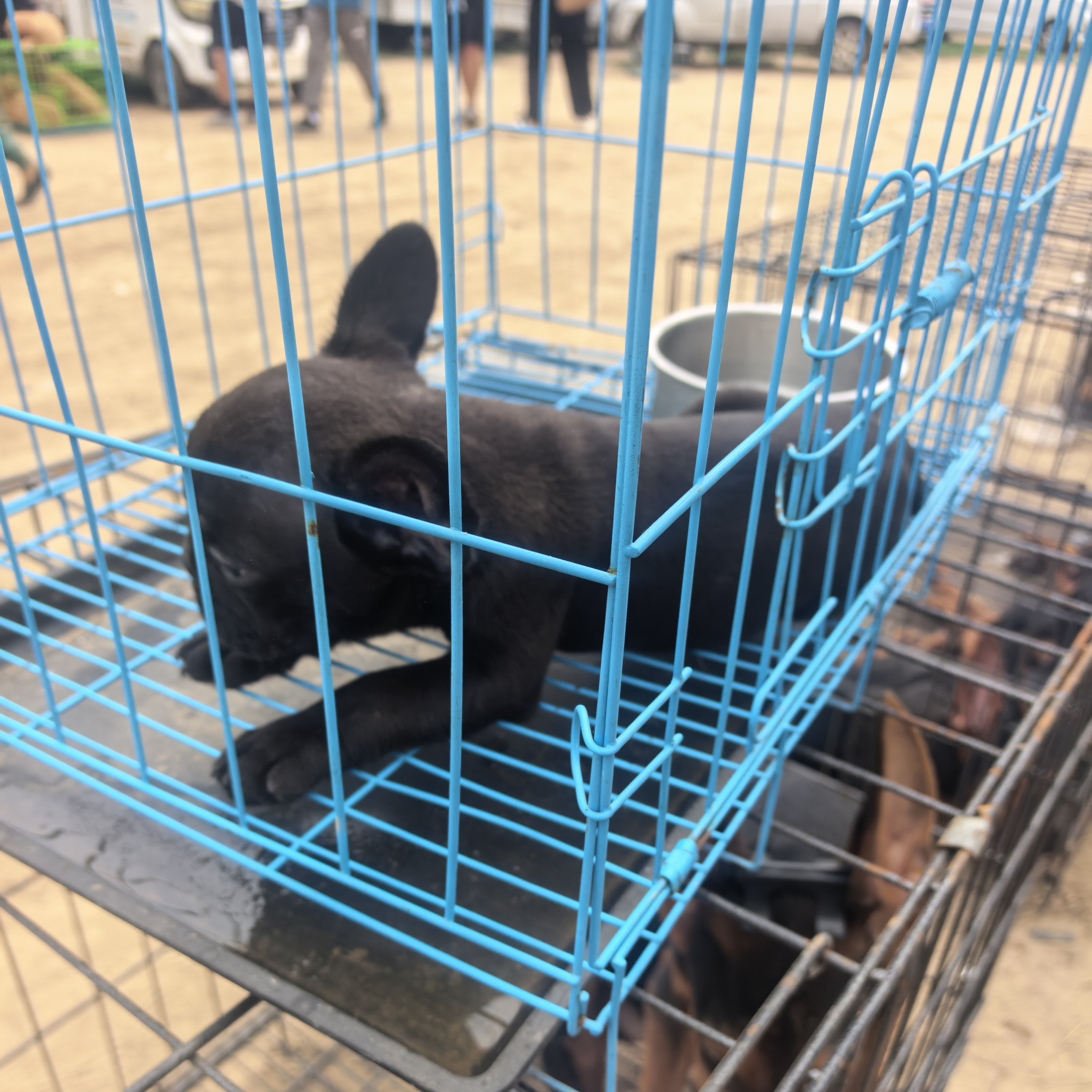 可折叠家用室内小型犬中型犬带厕所宠物狗笼子