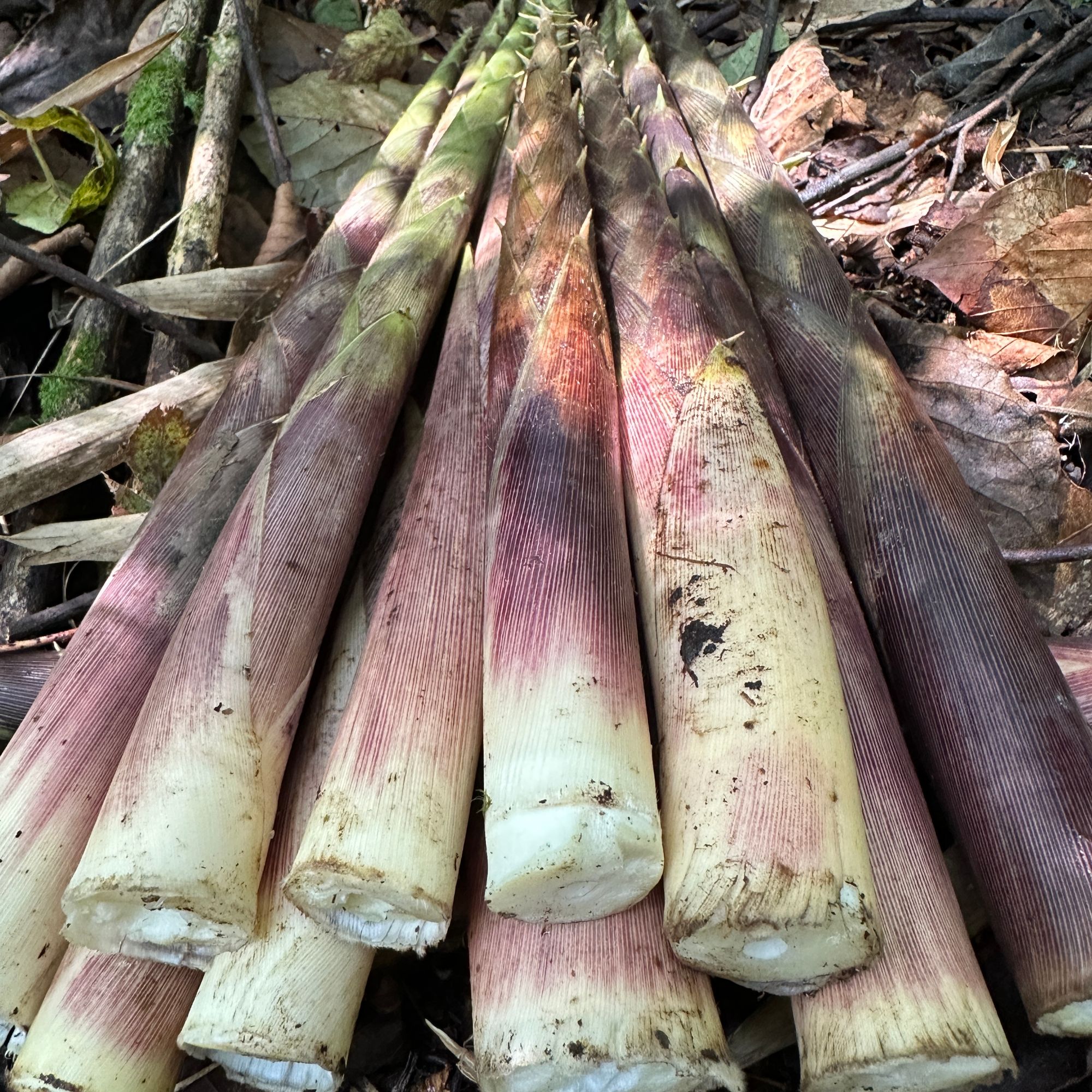 竹笋新鲜带壳冷箭竹笋熊猫笋罗汉笋七月笋当季鲜货现采现发方竹笋