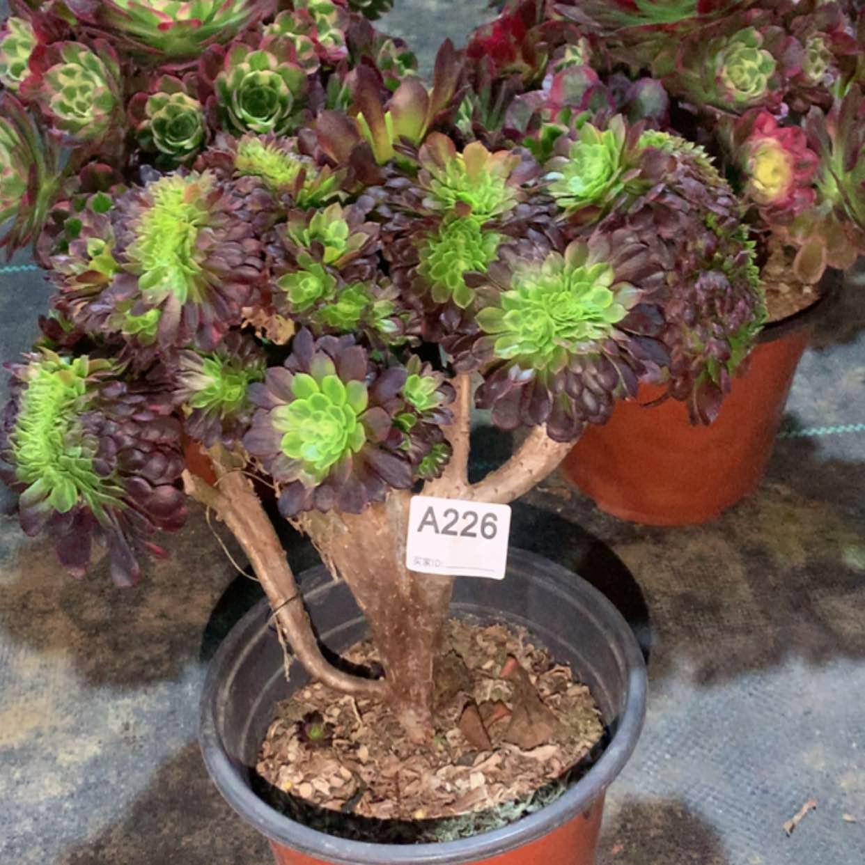 【闪购商品】226嘉年华缀