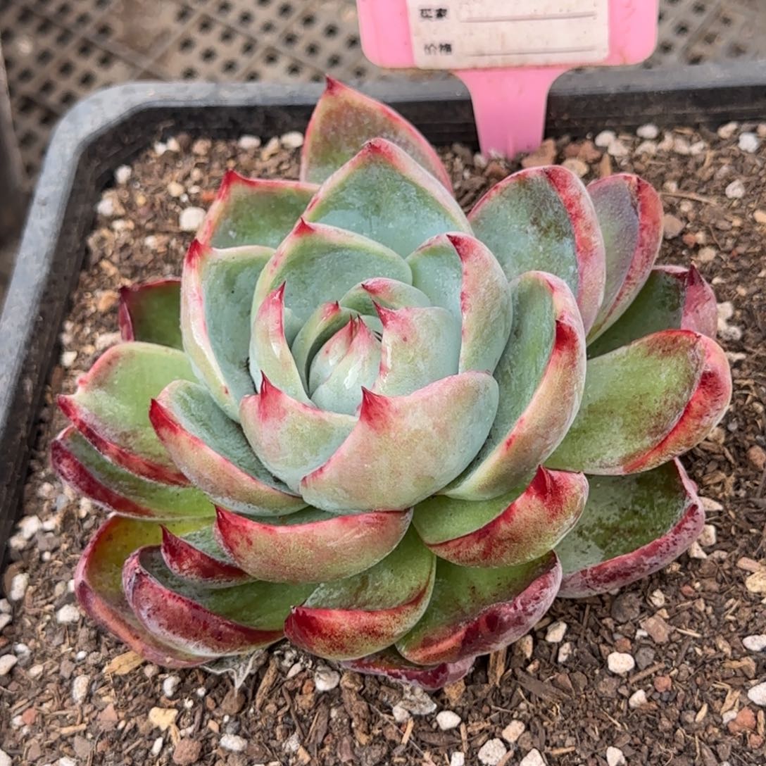 惊鸿一物一拍包装收缩花旱971