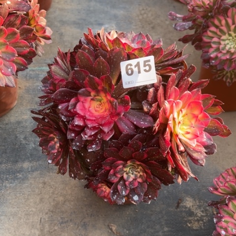 615烟花朵朵多肉，