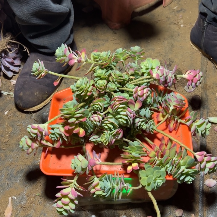 地栽薄化妆1棵（包邮不包损）