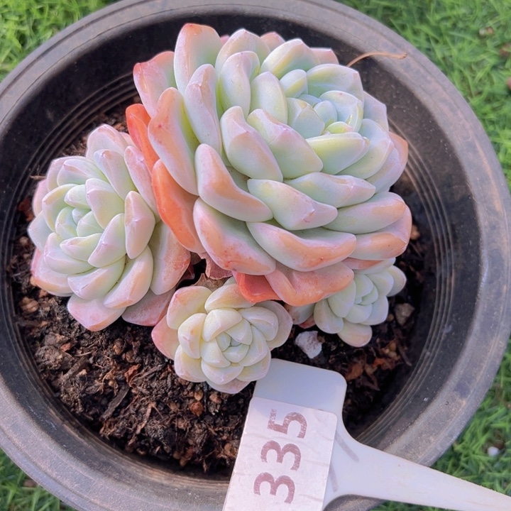 健健康康平平安安