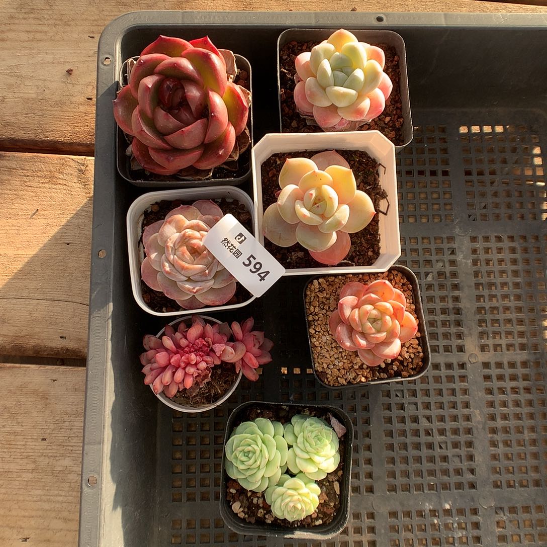 594多肉框拍多肉植物666
