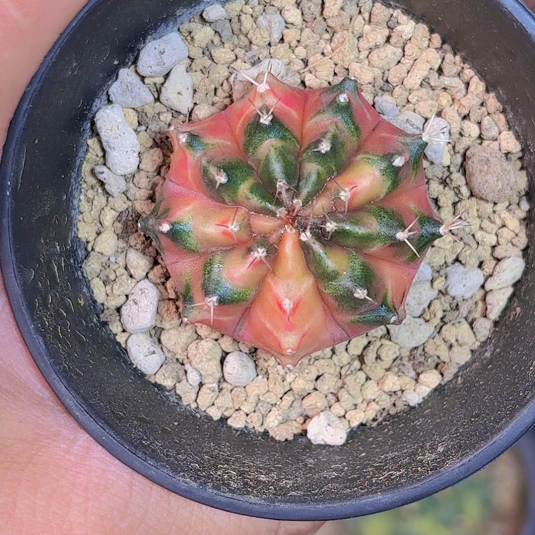 有副棱米哈仙人球