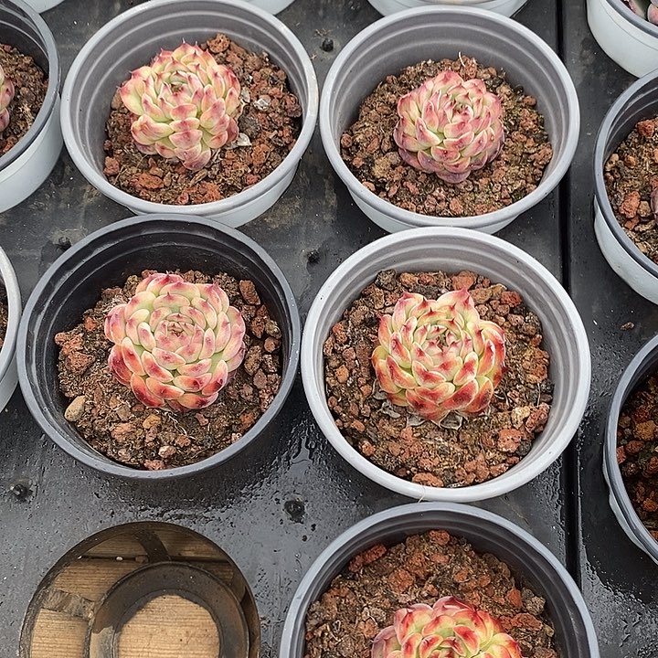 小马塞尔。福利多多