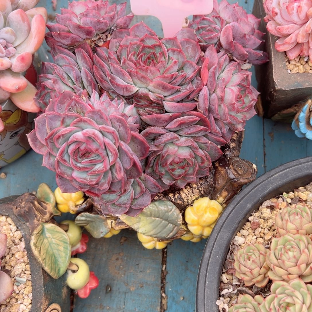 陆***子精品多肉植物老桩