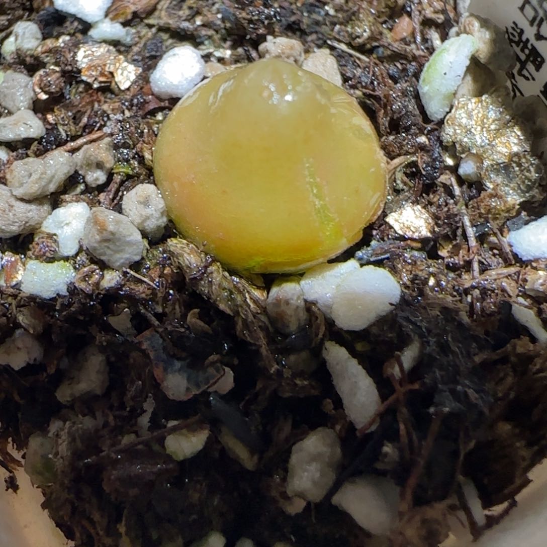 肉锥多肉植物百科3-哈默有疤126