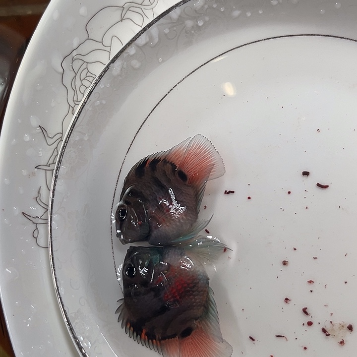 鹦鹉鱼迷你鹦鹉鱼