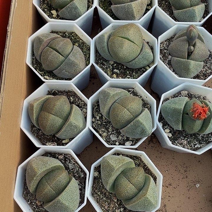 八角盆大元宝带盆土发