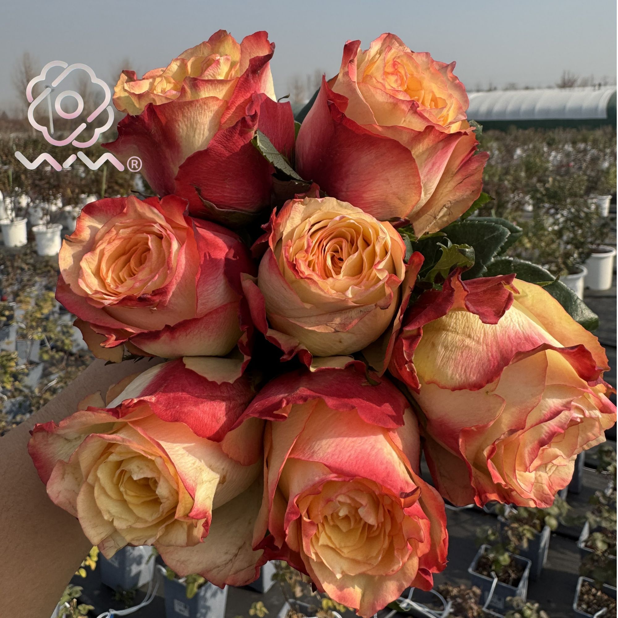 老磨盘【吸引力】月季