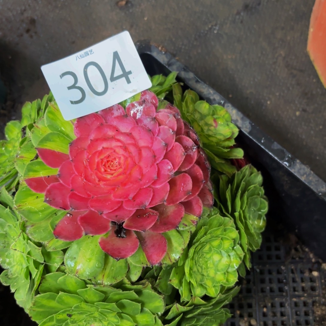 304多肉植物知否特价