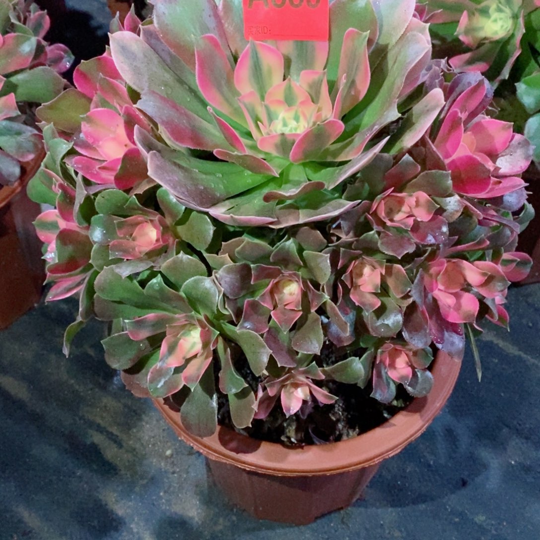 香妃889多肉11111