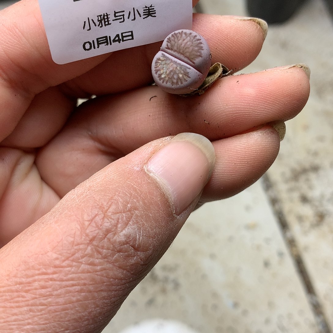 B664多肉植物保护研究所