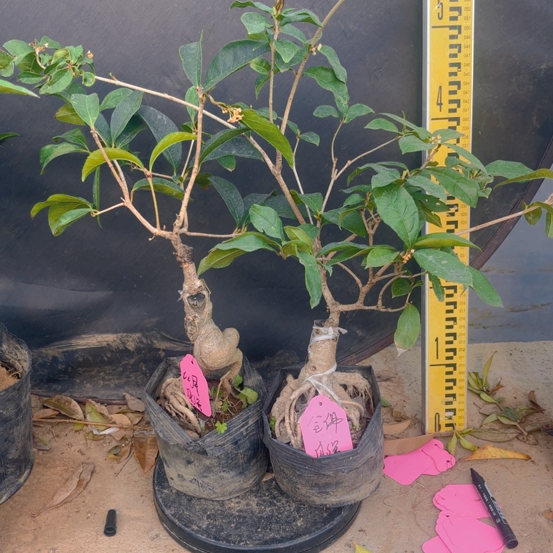 自***强完全开放111111111111