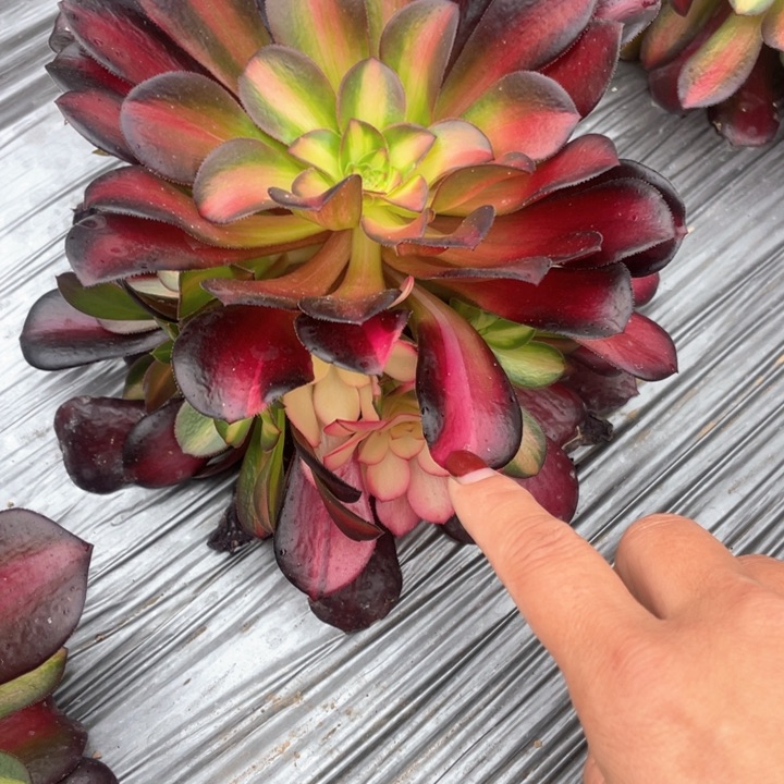 3434夕阳多肉一号棚M