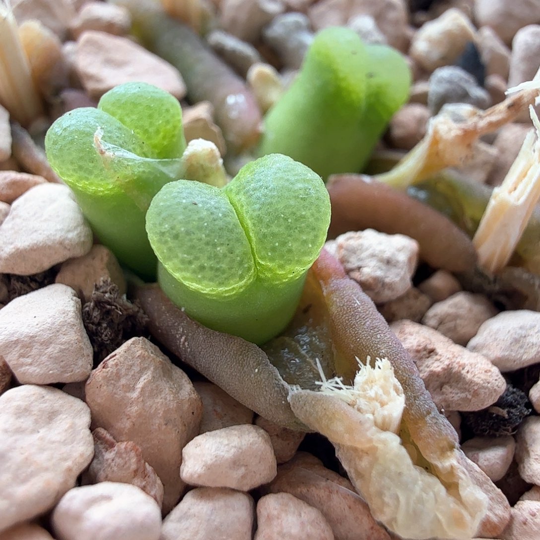 2.14.22/骚粉佛肚/多肉植物