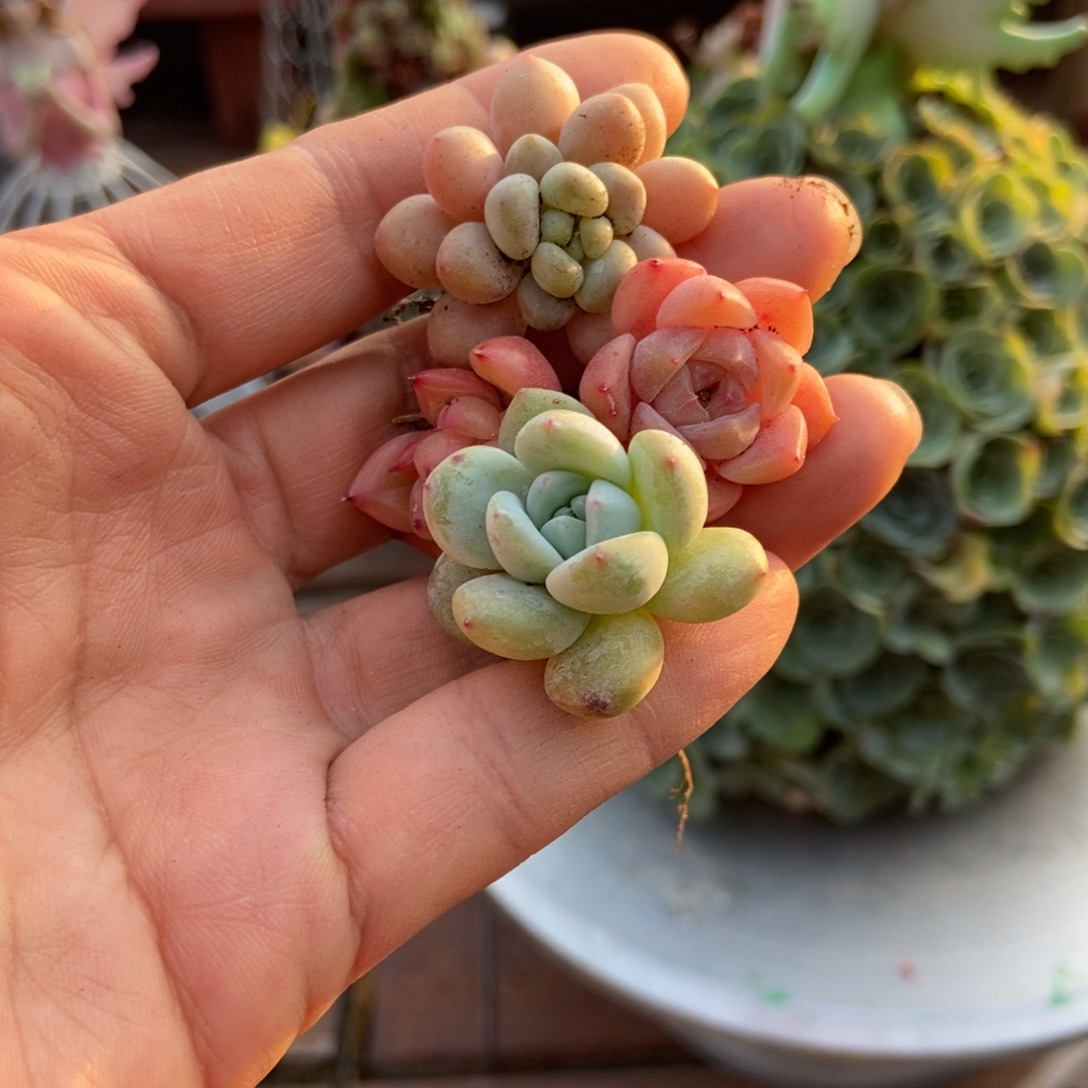 花球种的植物70颗
