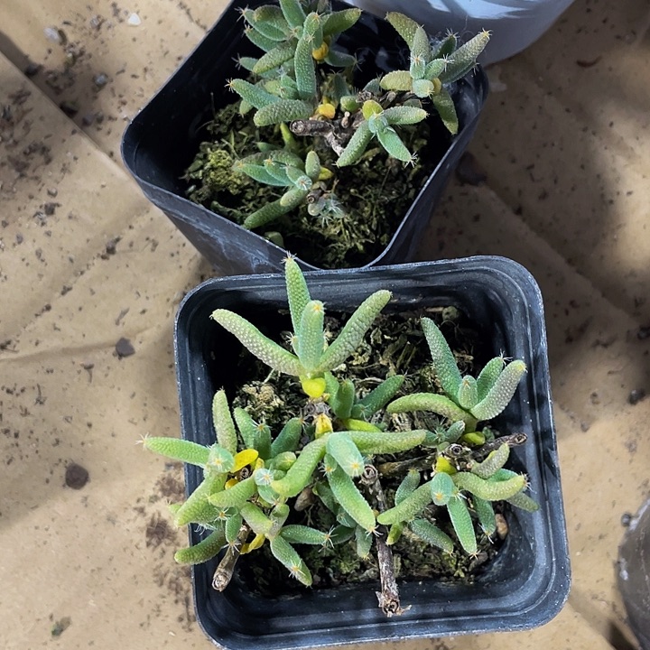 玉米枝干带盆土发