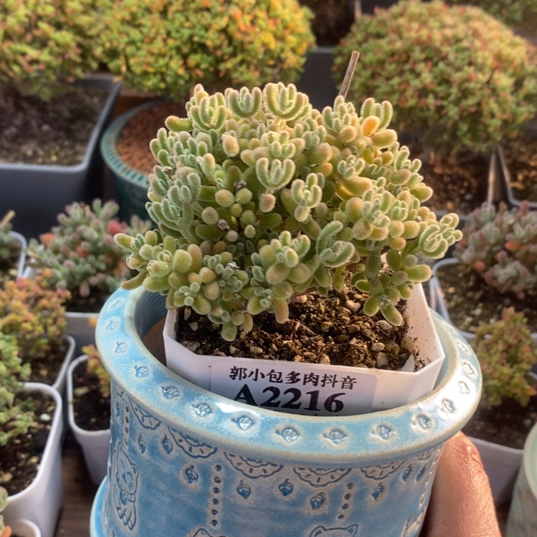 乐***飞冰橙带盆2216枝干番杏