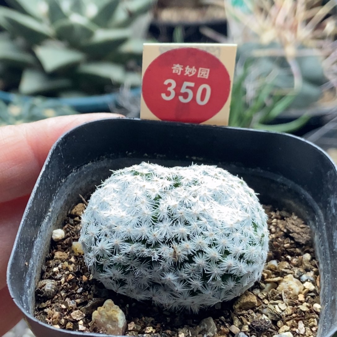 自根双头白鸟3.9cm