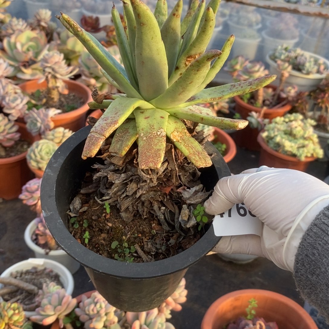 4768不知名仙女杯一物一拍