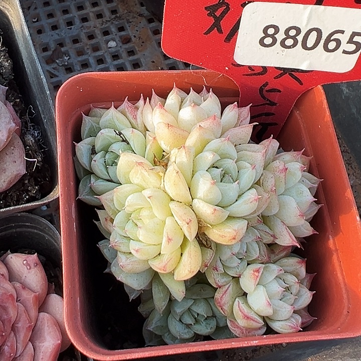 糖心。    88065号。   