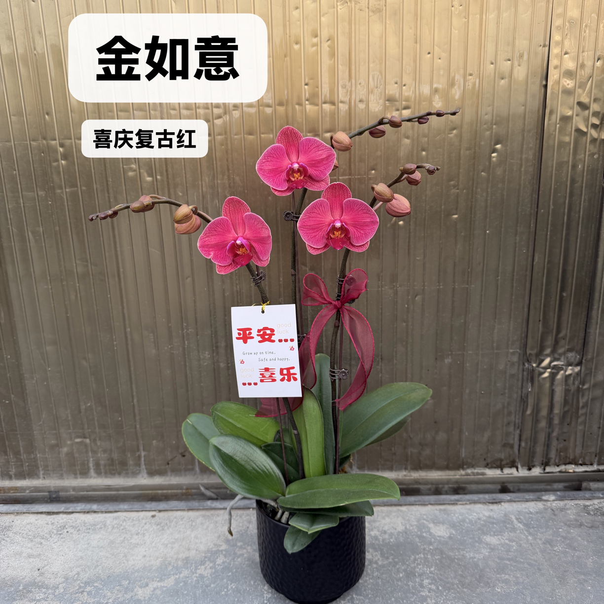 蝴蝶兰【金如意】带花带花苞室内客厅盆栽高端花卉