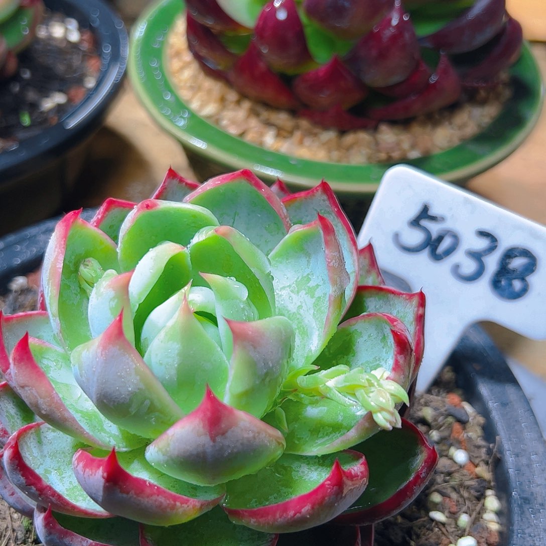 惊鸿仙子一物一拍5038号