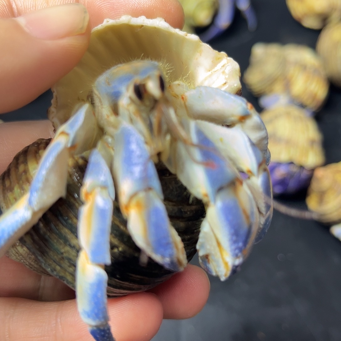 通体蓝白寄居蟹转