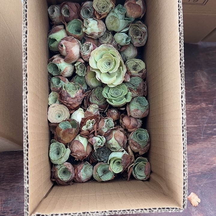 苗苗山地玫瑰多肉不售后一厘米141