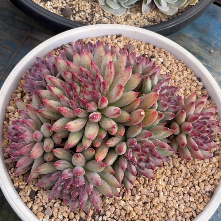 【闪购商品】二代虞