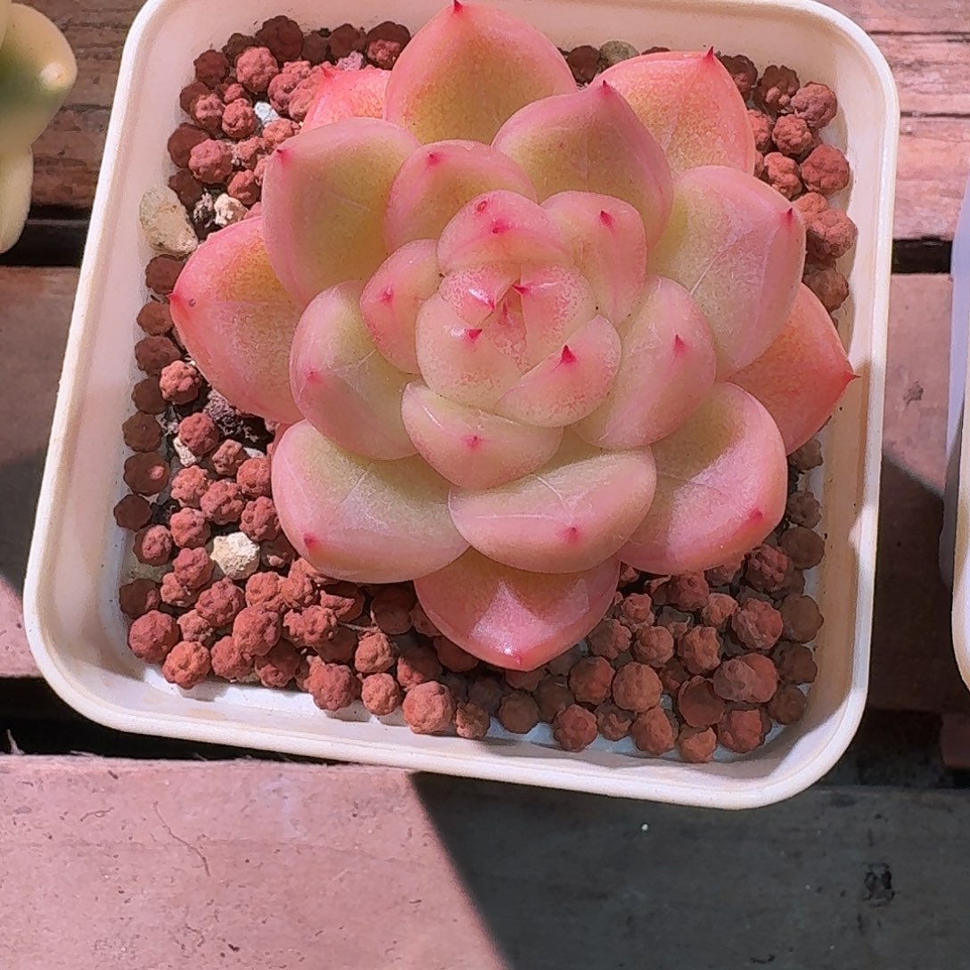 珍妮多肉多肉多肉