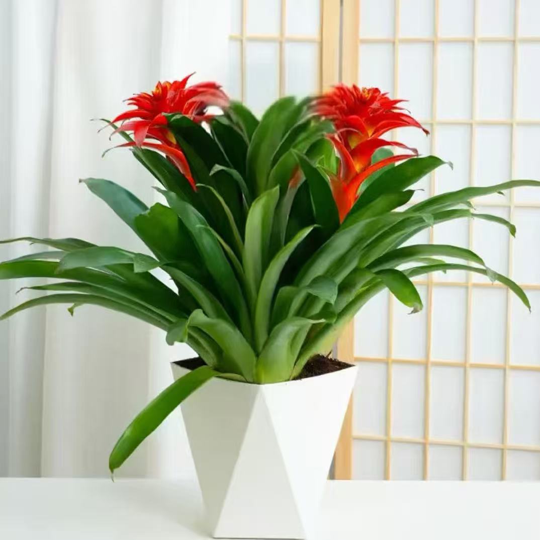 【2颗装】鸿运当头盆栽室内客厅办公室家用净化空气花卉盆栽