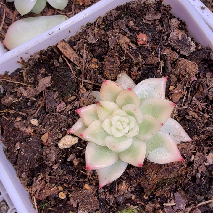 精品多肉植物一物一拍